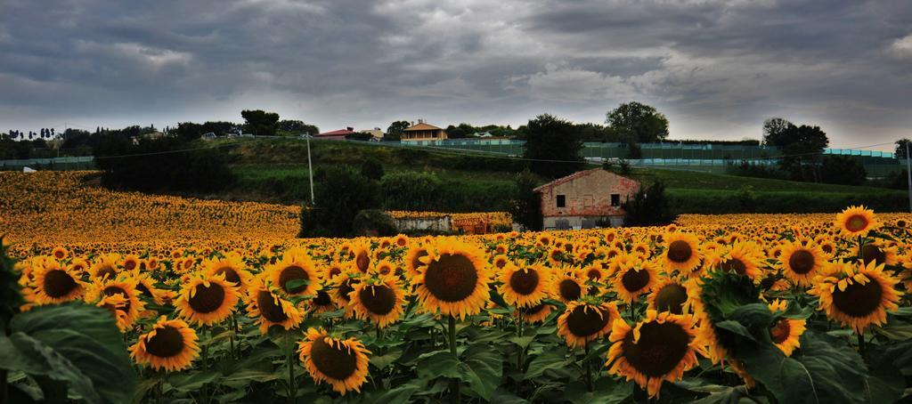 Casale il Cerqueto Bed and Breakfast San Severino Marche Esterno foto