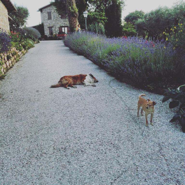 Casale il Cerqueto Bed and Breakfast San Severino Marche Esterno foto